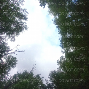 "Whispering Canopy"