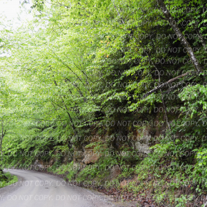 "Nature's Fortress: The Rock Wall Retreat"