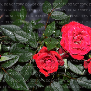 "Midnight Blooms: Roses in the Moonlight with Dew-Kissed Petals"